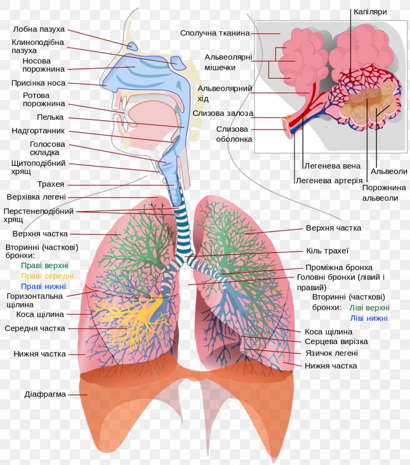 Gas Exchange Respiratory System Human Body Pulmonary Alveolus Respiration, PNG, 1056x1200px, Watercolor, Cartoon, Flower, Frame, Heart Download Free
