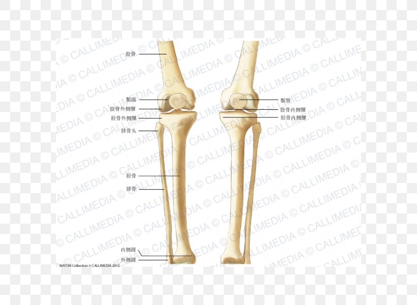 Knee Bone Crus Human Skeleton Anatomy, PNG, 600x600px, Watercolor, Cartoon, Flower, Frame, Heart Download Free