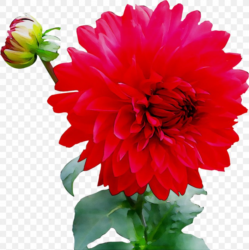 Red Dahlia Image Ornamental Plant Transparency, PNG, 1242x1248px, Red Dahlia, Annual Plant, Artificial Flower, Carnation, Chrysanths Download Free