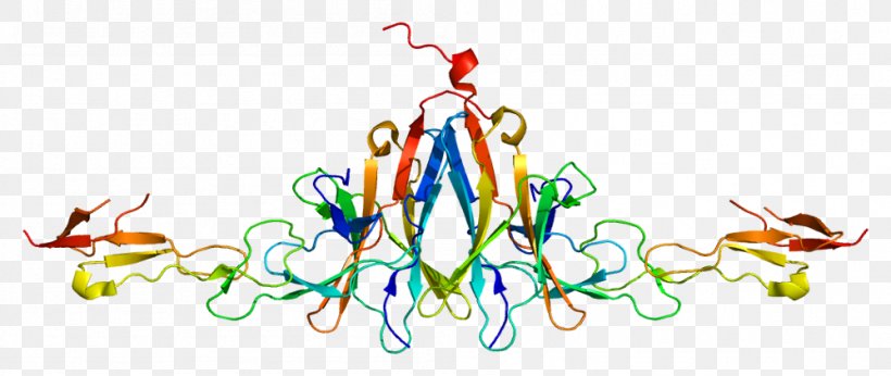 BTLA Protein Receptor Cluster Of Differentiation UniProt, PNG, 999x422px, Protein, Artwork, Cluster Of Differentiation, Gene, Lymphocyte Download Free