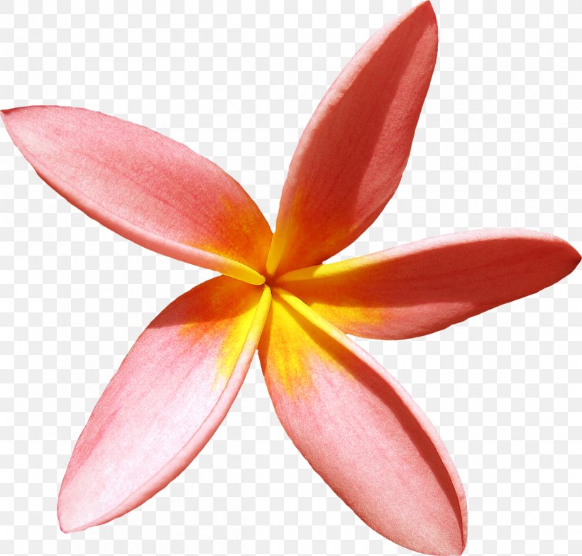 Flower Clip Art, PNG, 1200x1147px, Flower, Editing, Frangipani, Hawaiian, Hawaiian Islands Download Free