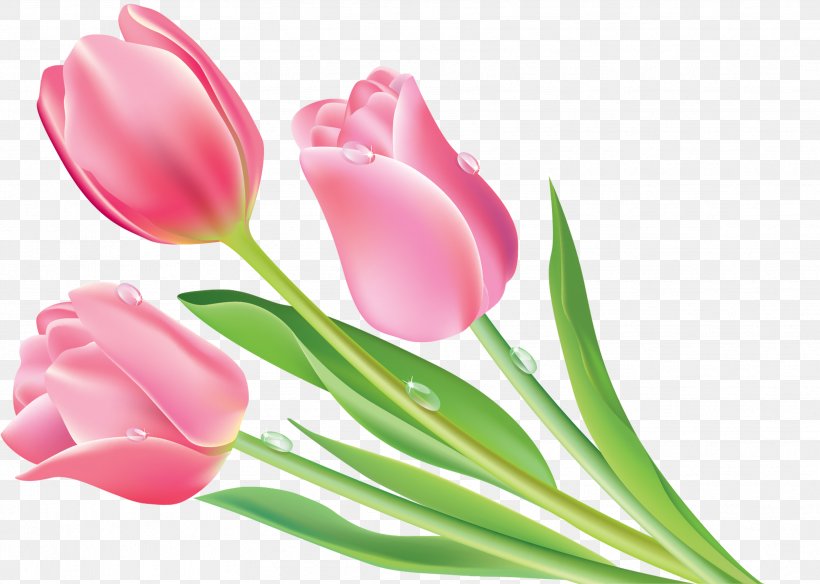 Graphic Design Flower, PNG, 3428x2442px, Flower, Bud, Cut Flowers, Floral Design, Flowering Plant Download Free