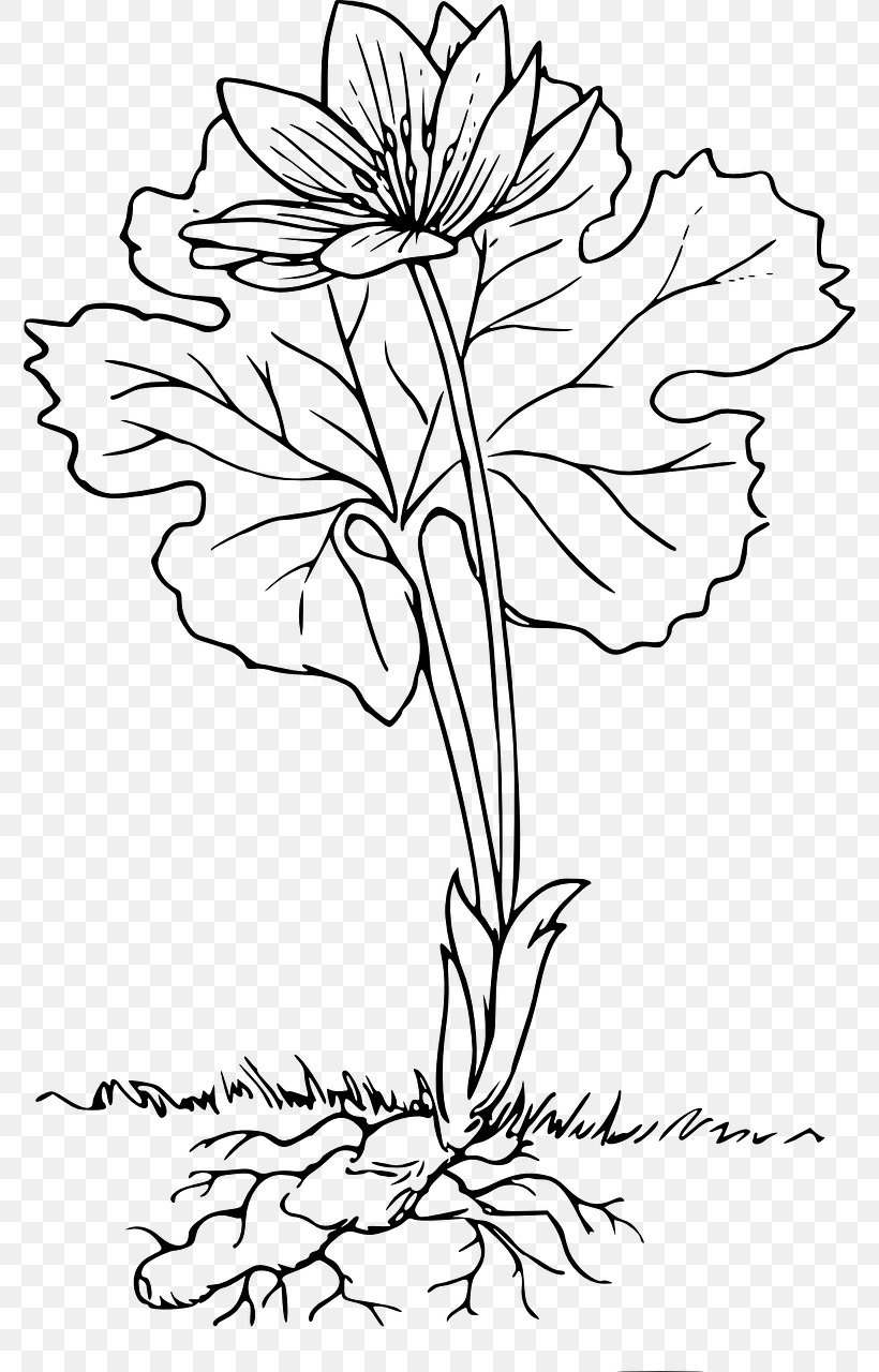 Root Cut Flowers Plant Clip Art, PNG, 776x1280px, Root, Art, Black And White, Branch, Cut Flowers Download Free