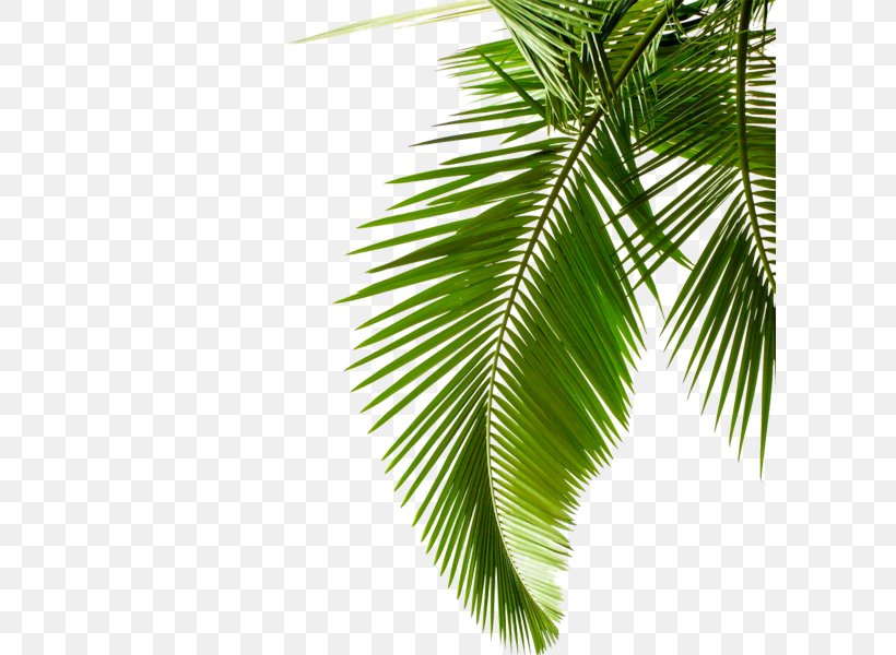 Sago Palm Leaf Arecaceae Stock Photography Cycad, PNG, 600x600px, Sago Palm, Arecaceae, Arecales, Autumn Leaf Color, Cycad Download Free