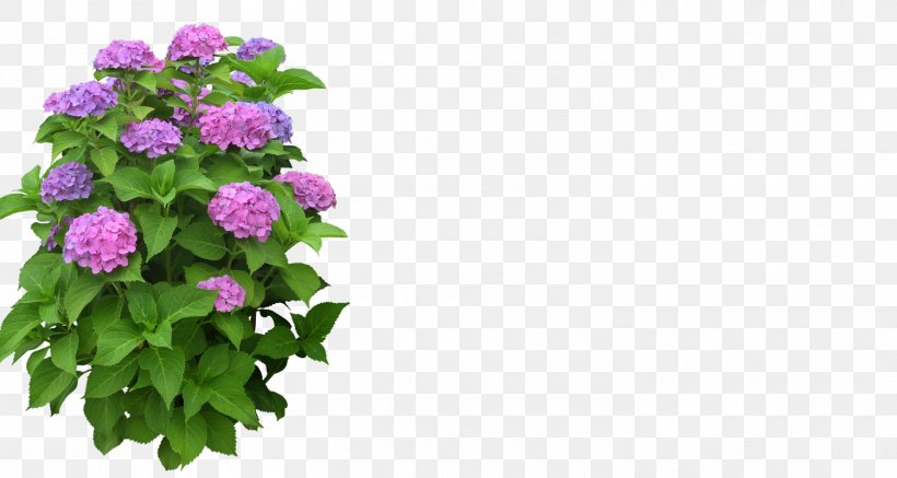 Flowerpot Rose Plant, PNG, 1500x800px, Flower, Annual Plant, Cornales, Cut Flowers, Floral Design Download Free