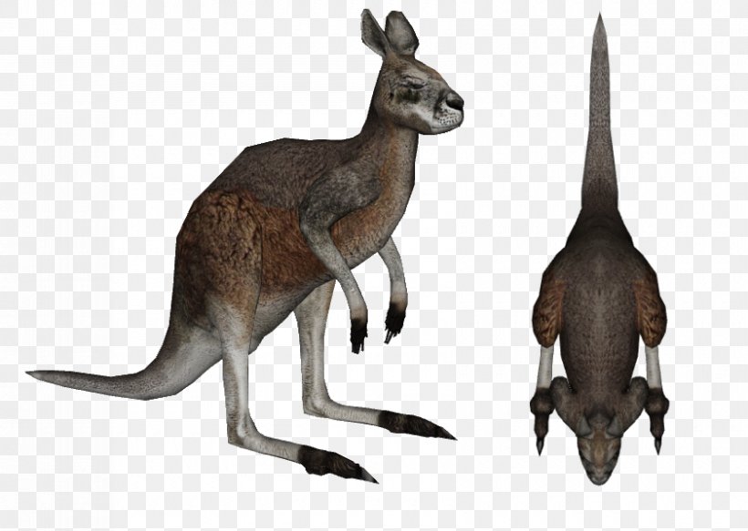Red Kangaroo Diprotodon Zoo Tycoon 2 Animal, PNG, 840x598px, Kangaroo, Animal, Diprotodon, Fauna, Macropodidae Download Free