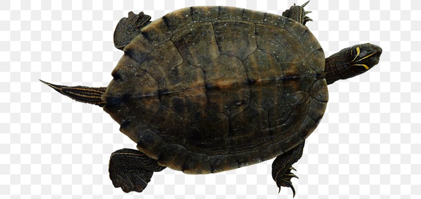 Sea Turtle Reptile Common Snapping Turtle Red-eared Slider, PNG, 670x388px, Turtle, Animal, Box Turtle, Box Turtles, Chelydridae Download Free