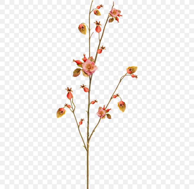 Twig Leaf Bud Cut Flowers Plant Stem, PNG, 344x800px, Twig, Advertising, Blossom, Branch, Bud Download Free