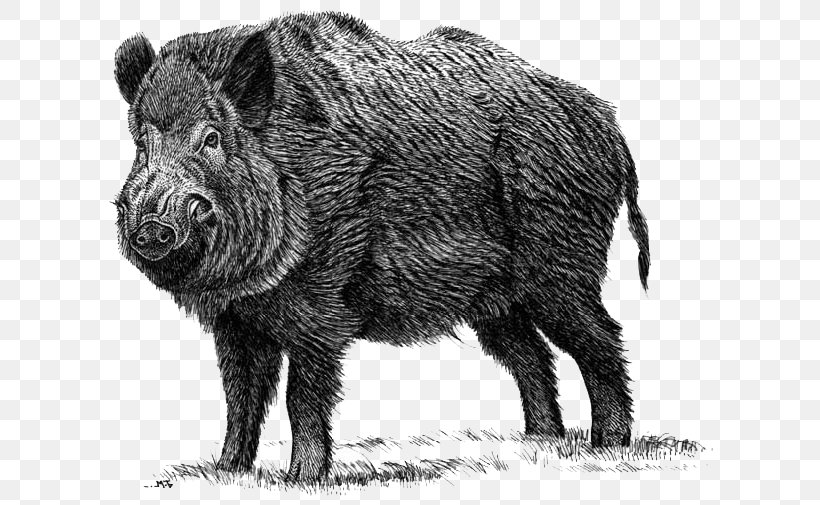 Domestic Pig Peccary Hunting Mammal Wildlife, PNG, 634x505px, Domestic Pig, Animal, Black And White, Cat, Cattle Like Mammal Download Free