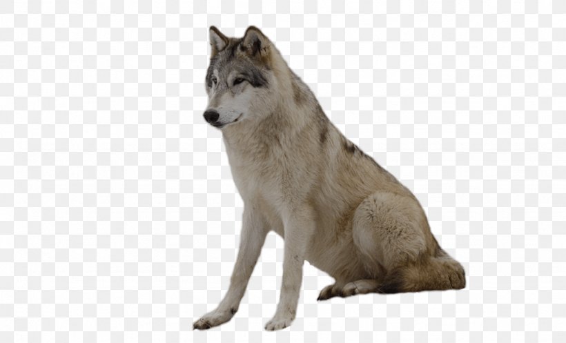 Wolfdog Coyote Gray Wolf Fur Wildlife, PNG, 1024x621px, Gray Wolf, Black Wolf, Carnivoran, Coyote, Dog Like Mammal Download Free