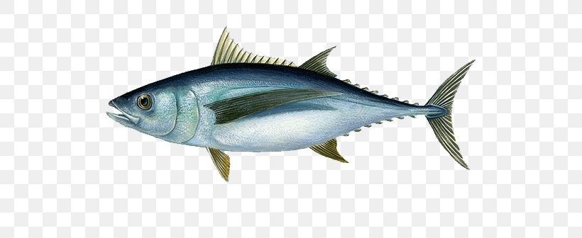 Atlantic Bluefin Tuna Albacore Yellowfin Tuna Fishing, PNG, 768x336px, Atlantic Bluefin Tuna, Albacore, Bigeye Tuna, Bonito, Bony Fish Download Free