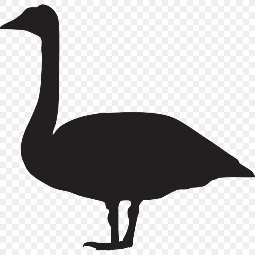 Bird Duck Goose Mute Swan Cornell Lab Of Ornithology, PNG, 1024x1024px, Bird, All About Birds, Anatidae, Anseriformes, Beak Download Free