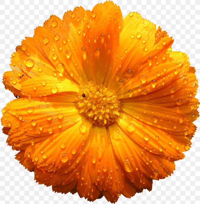Flower Inflorescence Transvaal Daisy Tulip Westouter, PNG, 1179x1200px, Flower, Calendula, Color, Common Sunflower, Cut Flowers Download Free