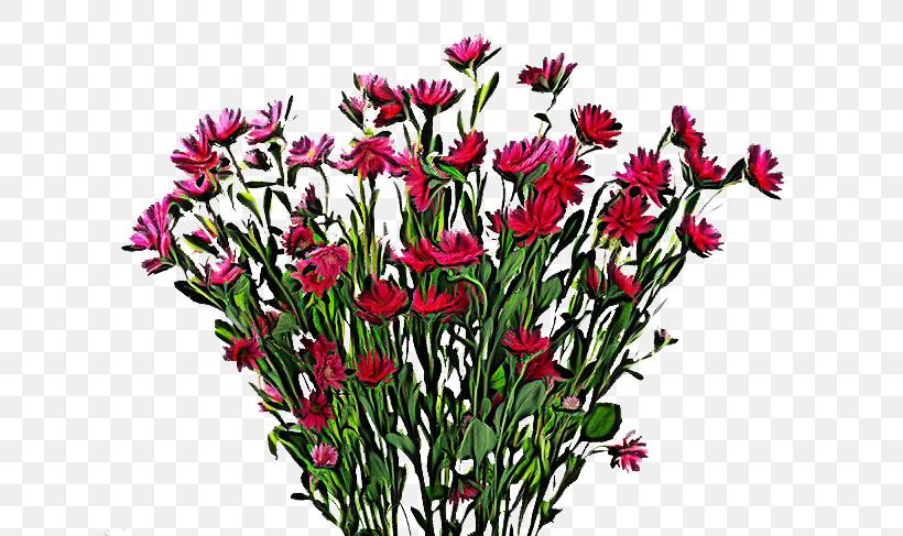 Flower Plant Cut Flowers Petal Wildflower, PNG, 650x487px, Flower, Bouquet, Cut Flowers, Dianthus, Ixia Download Free