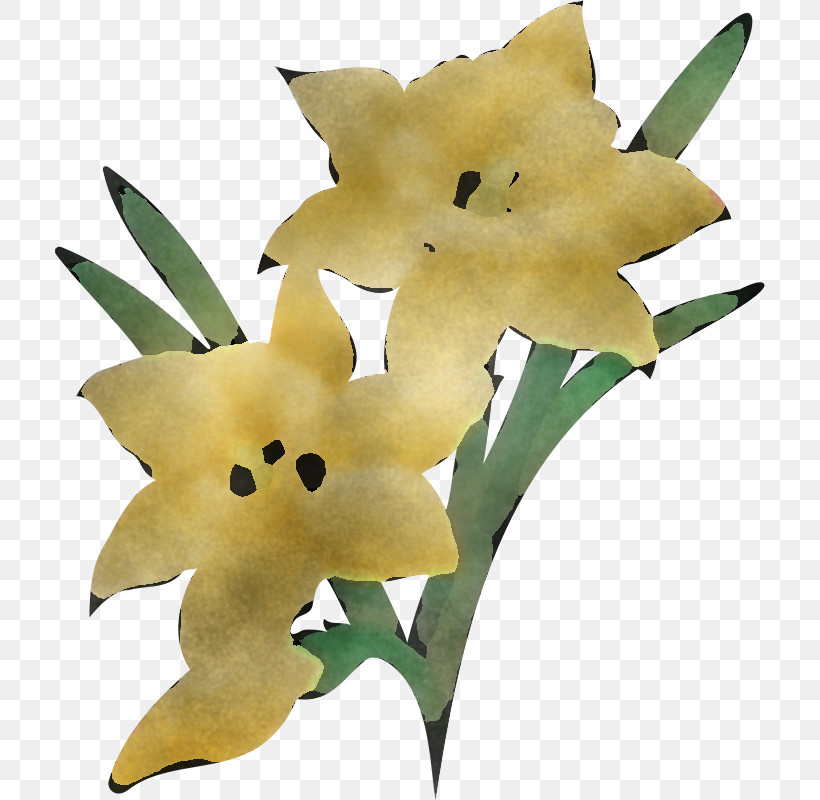 Flower Plant Yellow Gladiolus Lily, PNG, 710x800px, Flower, Dendrobium, Gladiolus, Lily, Petal Download Free