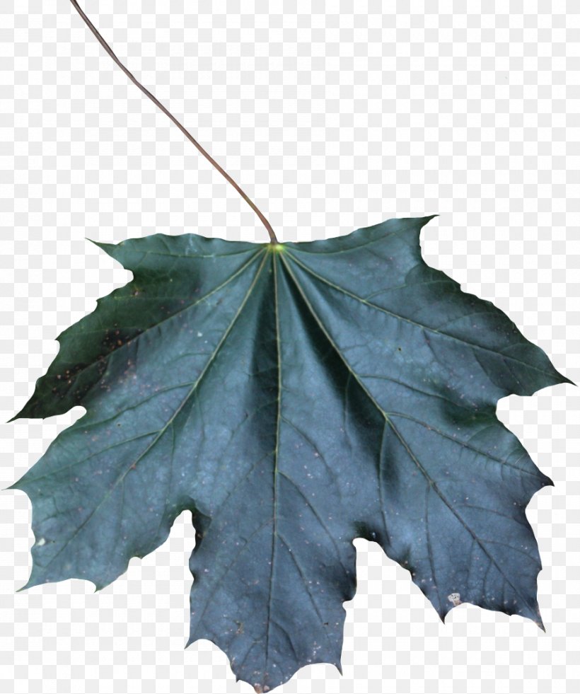 Maple Leaf, PNG, 900x1077px, Leaf, Black Maple, Flower, Grape Leaves, Maple Download Free