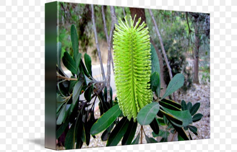 Banksia, PNG, 650x527px, Banksia, Flora, Flower, Grass, Plant Download Free