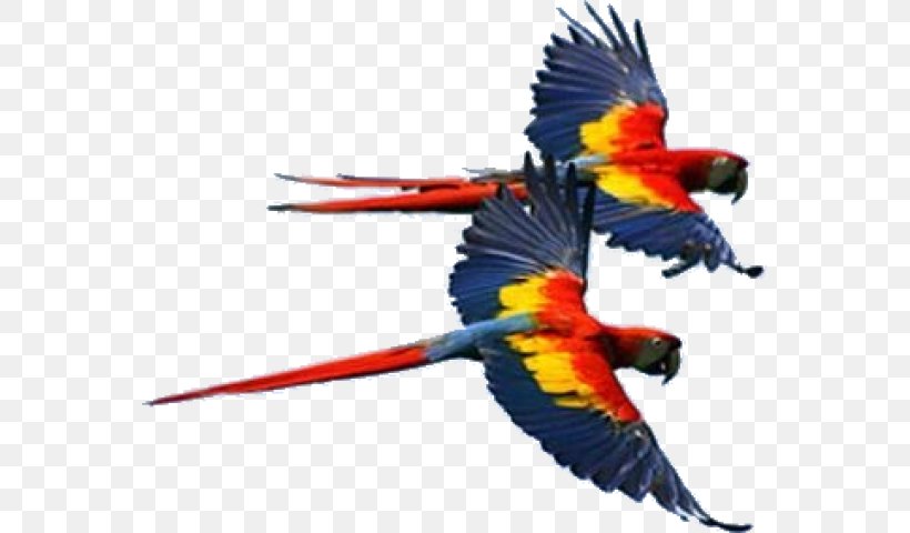 Bird Scarlet Macaw Hyacinth Macaw Red-and-green Macaw, PNG, 563x480px, Bird, Anodorhynchus, Beak, Blueandyellow Macaw, Cockatoo Download Free