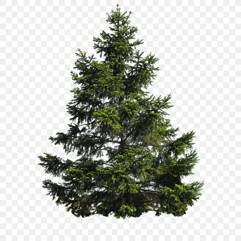 Fir Conifers Scots Pine Clip Art Tree, PNG, 900x900px, Fir, Ameri, American Larch, Arizona Cypress, Balsam Fir Download Free