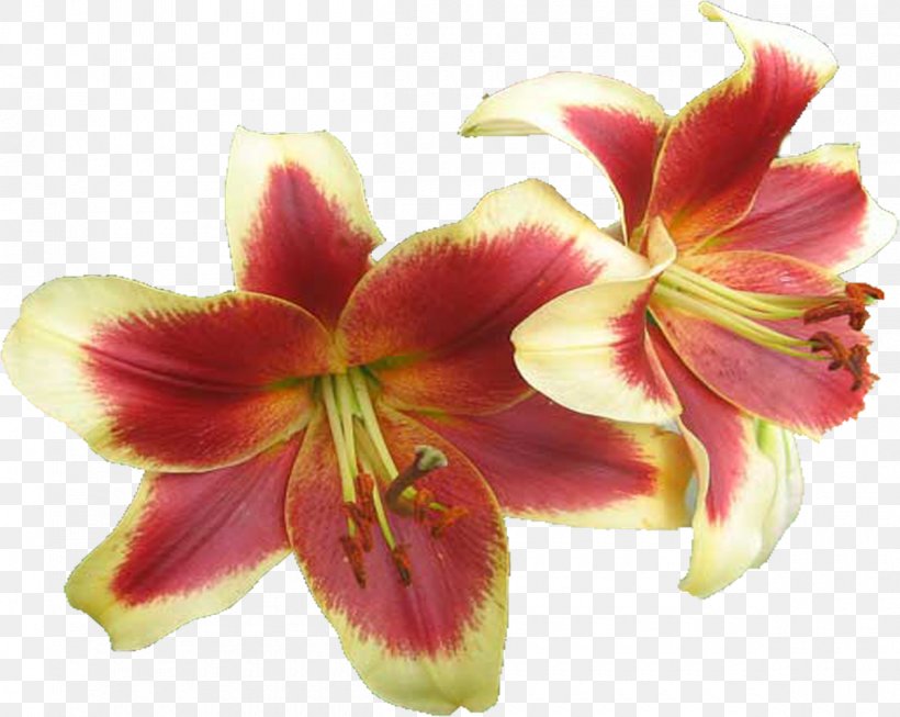 Amaryllis Jersey Lily Cut Flowers Petal Belladonna, PNG, 1200x956px, Amaryllis, Amaryllis Belladonna, Belladonna, Cut Flowers, Daylily Download Free