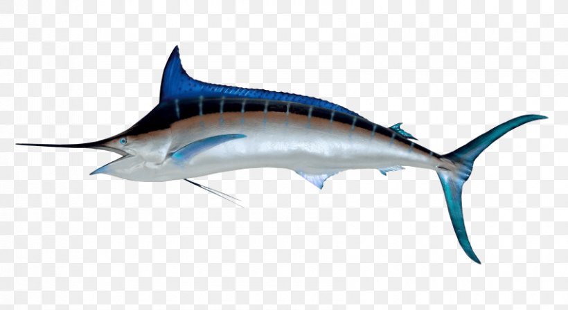 Atlantic Blue Marlin Swordfish Billfish, PNG, 850x465px, Atlantic Blue Marlin, Animal Figure, Bait Ball, Billfish, Black Marlin Download Free