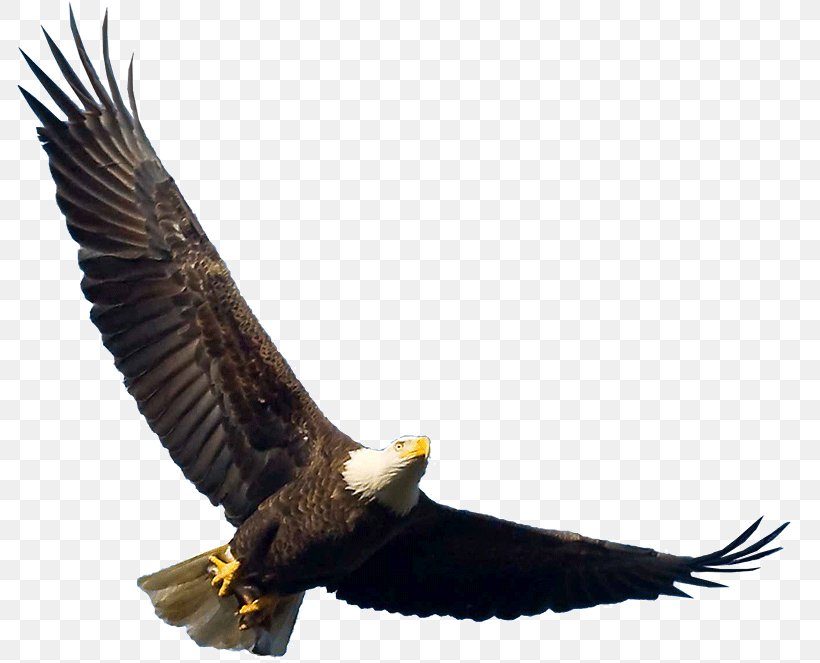 Bald Eagle Bird Turkey Vulture Buzzard, PNG, 800x663px, Bald Eagle, Accipitriformes, African Fish Eagle, Beak, Bird Download Free