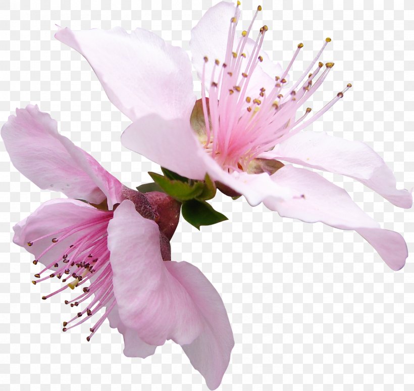 Blossom Petal Flower Garden Roses Apples, PNG, 1483x1400px, Blossom, Alstroemeriaceae, Apple, Apples, Branch Download Free