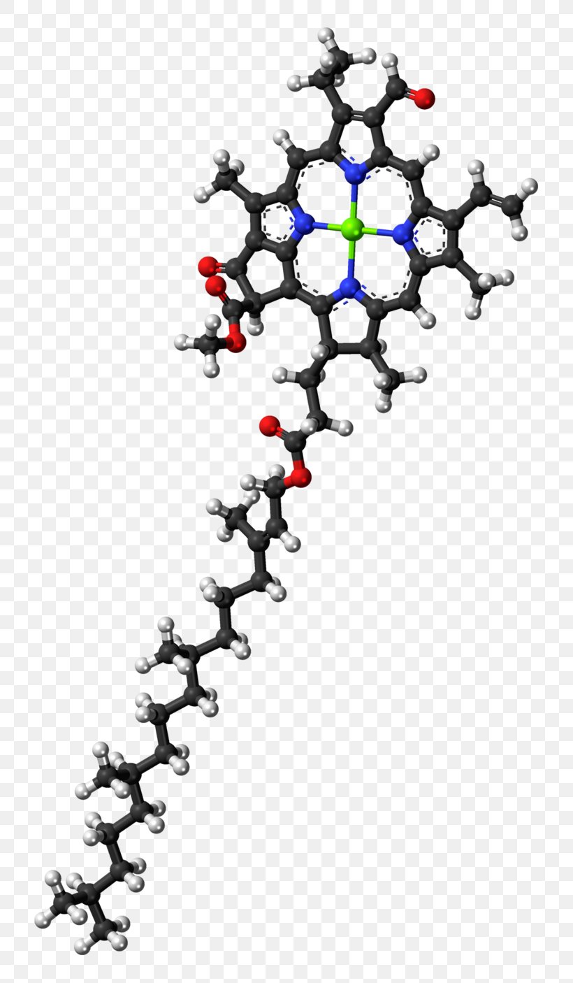 Chlorophyll A Chlorophyll B Molecule Photosynthesis, PNG, 800x1406px, Chlorophyll, Absorption, Ballandstick Model, Biological Pigment, Body Jewelry Download Free