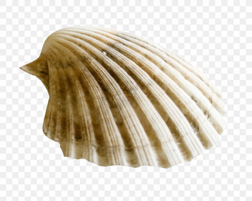 Clam Seashell Clip Art, PNG, 1280x1022px, Clam, Clams Oysters Mussels And Scallops, Cockle, Conch, Conchology Download Free