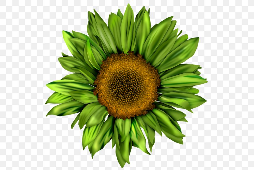 Common Sunflower Pin Brooch Red Sunflower, PNG, 562x549px, Common Sunflower, Aster, Body Piercing, Brooch, Daisy Family Download Free