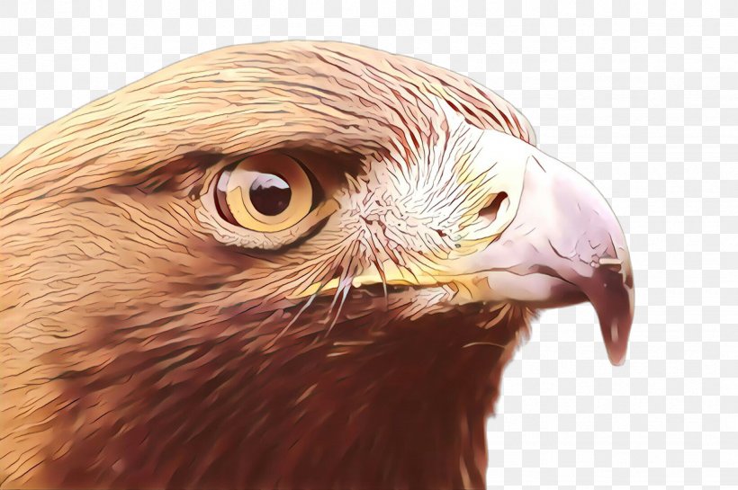 Eagle Hawk Buzzard Close-up Eye, PNG, 2452x1632px, Cartoon, Accipitridae, Bald Eagle, Beak, Bird Download Free