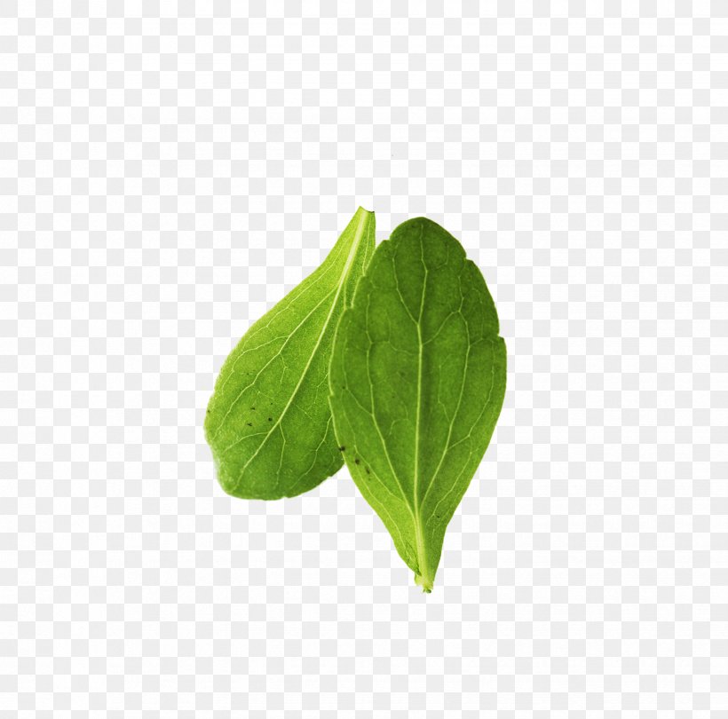 Leaf Green Vegetable Cabbage, PNG, 1736x1716px, Leaf, Bladnerv, Cabbage, Chinese Cabbage, Food Download Free