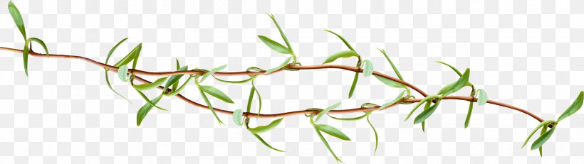 Leaf Twig Tree Plant, PNG, 2425x685px, Leaf, Branch, Grass, Grass Family, Grasses Download Free