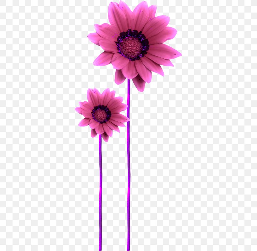 Flickr Clip Art, PNG, 343x800px, Flickr, Blog, Cut Flowers, Daisy Family, Flower Download Free