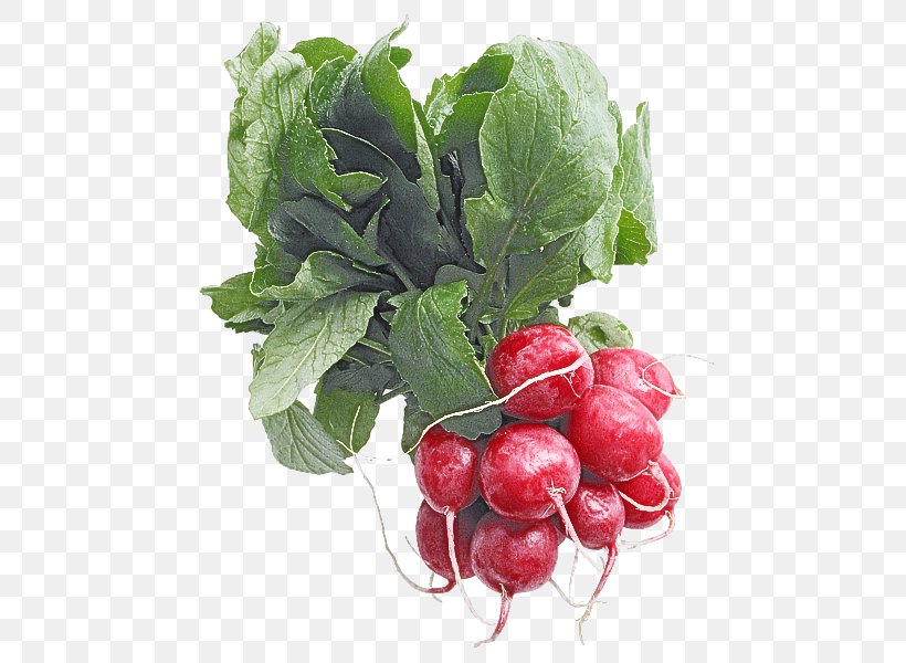 Radish Natural Foods Food Plant Vegetable, PNG, 488x600px, Radish, Flower, Food, Fruit, Leaf Download Free