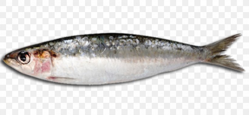 Sardine Fish Steak Fish Oil Oily Fish, PNG, 900x418px, Sardine, Anchovy, Animal Source Foods, Basa, Bonito Download Free