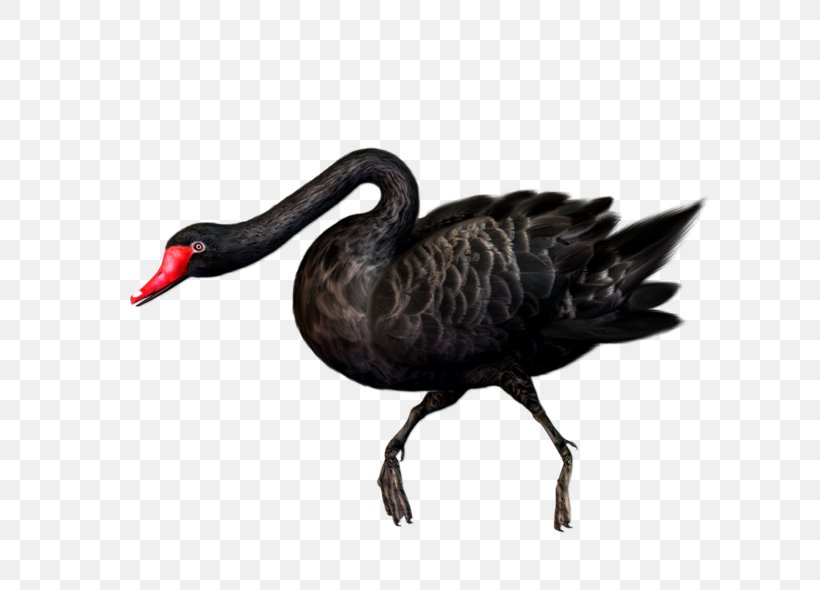 Black Swan Bird Clip Art, PNG, 600x590px, Black Swan, Beak, Bird, Cygnini, Duck Download Free