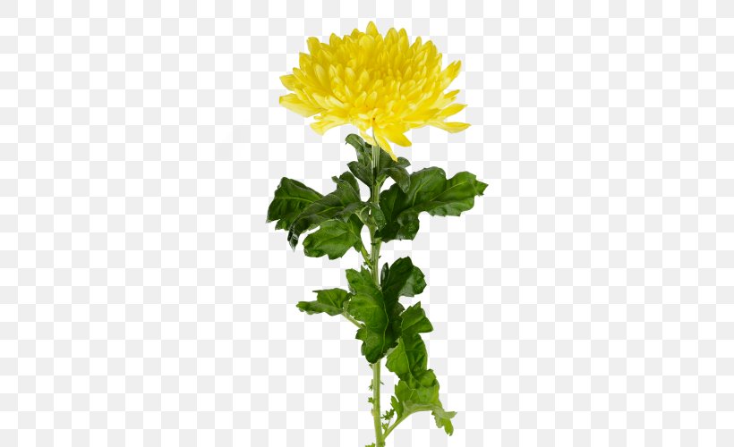 Crown Daisy Yellow Cut Flowers Oxeye Daisy Yekaterinburg, PNG, 500x500px, Crown Daisy, Annual Plant, Chamaemelum Nobile, Chamomiles, Chrysanthemum Download Free