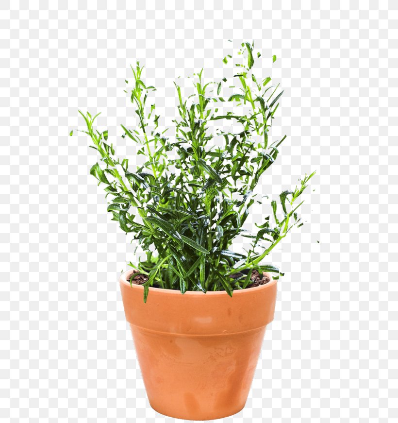 Herb Rosemary Flowerpot Mediterranean Sea Autumn, PNG, 580x871px, Herb, Autumn, Evergreen, Flowerpot, Grass Download Free