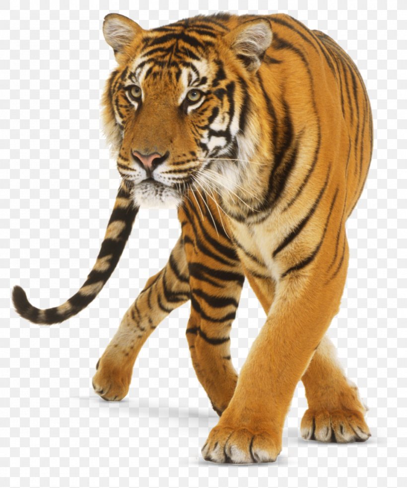 Lion Jaguar Bengal Tiger Cat Felidae, PNG, 960x1150px, Lion, Bengal Tiger, Big Cat, Big Cats, Carnivoran Download Free