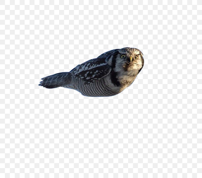 Northern Hawk-owl Bird Barn Owl Tawny Owl, PNG, 720x720px, Owl, Barn Owl, Beak, Bird, Bird Of Prey Download Free