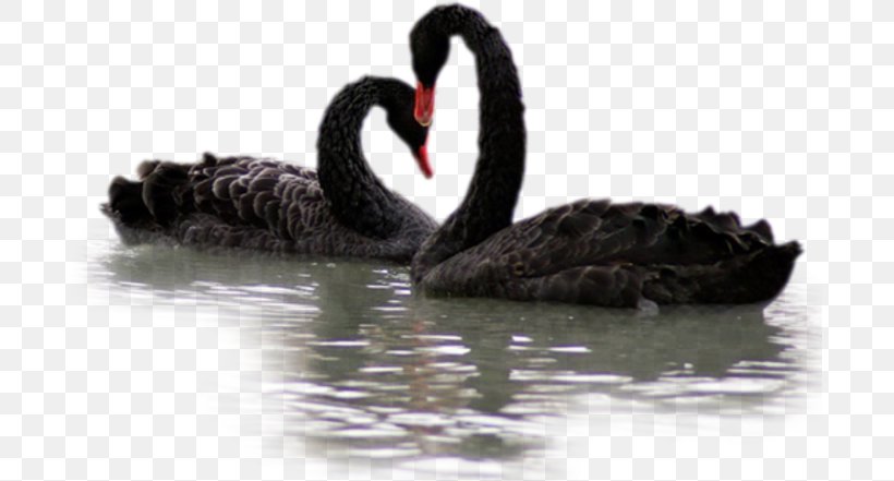 Black Swan, PNG, 689x441px, Black Swan, Beak, Ducks Geese And Swans, Swan, Water Bird Download Free