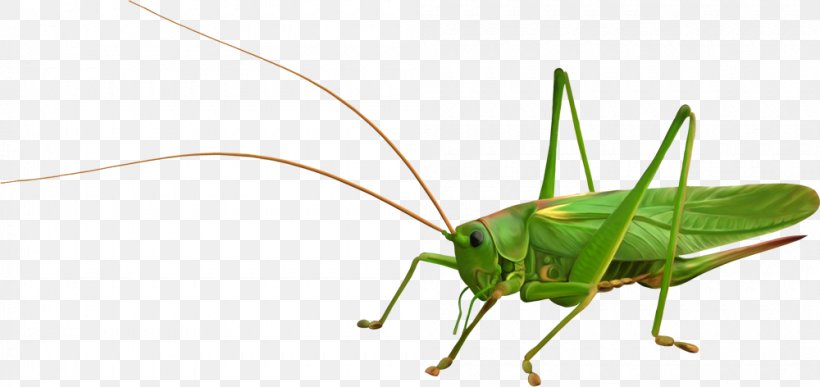 Locust Grasshopper Clip Art, PNG, 1000x472px, Insect, Arthropod, Caelifera, Cricket, Cricket Like Insect Download Free