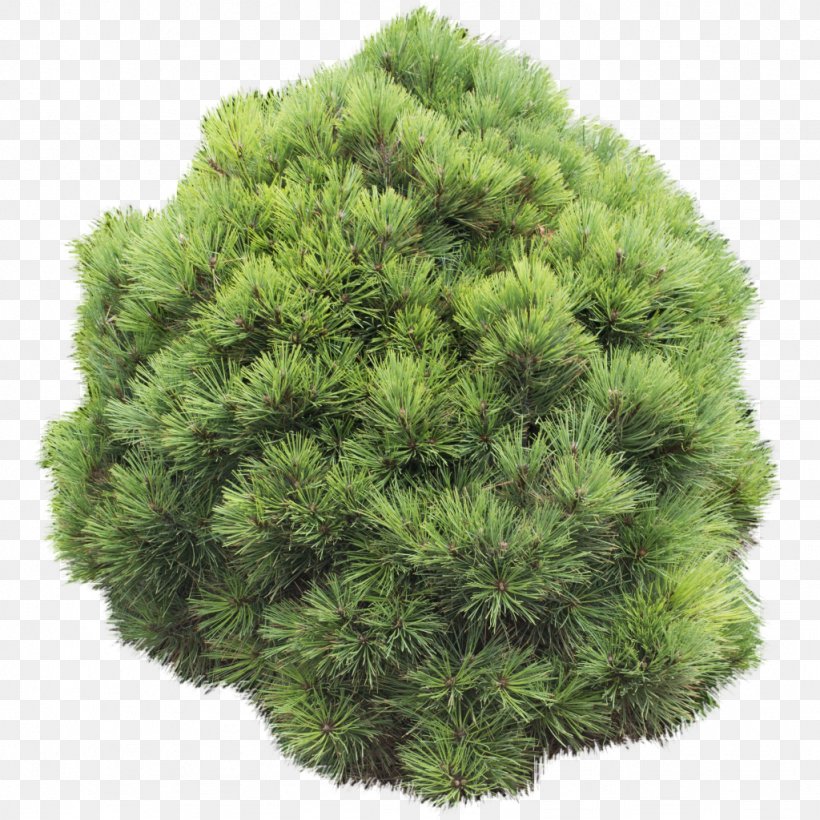Pine Shrubland Tree Evergreen, PNG, 1024x1024px, Pine, Arts, Christmas Tree, Cone, Conifer Download Free