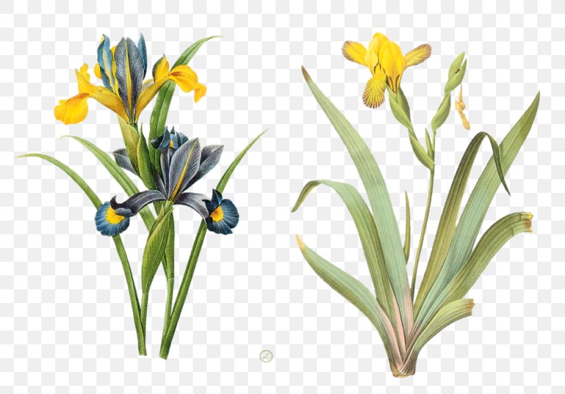 The Most Beautiful Flowers Pierre-Joseph Redouté (1759-1840) Botany, PNG, 1024x715px, Most Beautiful Flowers, Art, Artist, Botanical Illustration, Botany Download Free