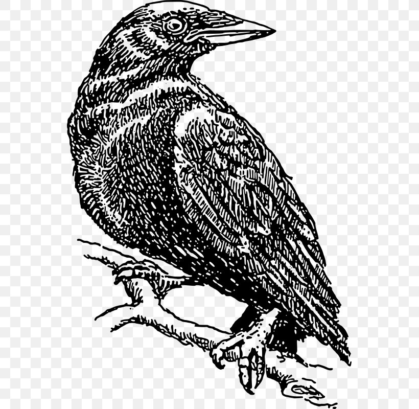 American Crow Drawing Clip Art, PNG, 557x800px, Crow, American Crow, Beak, Bird, Bird Of Prey Download Free