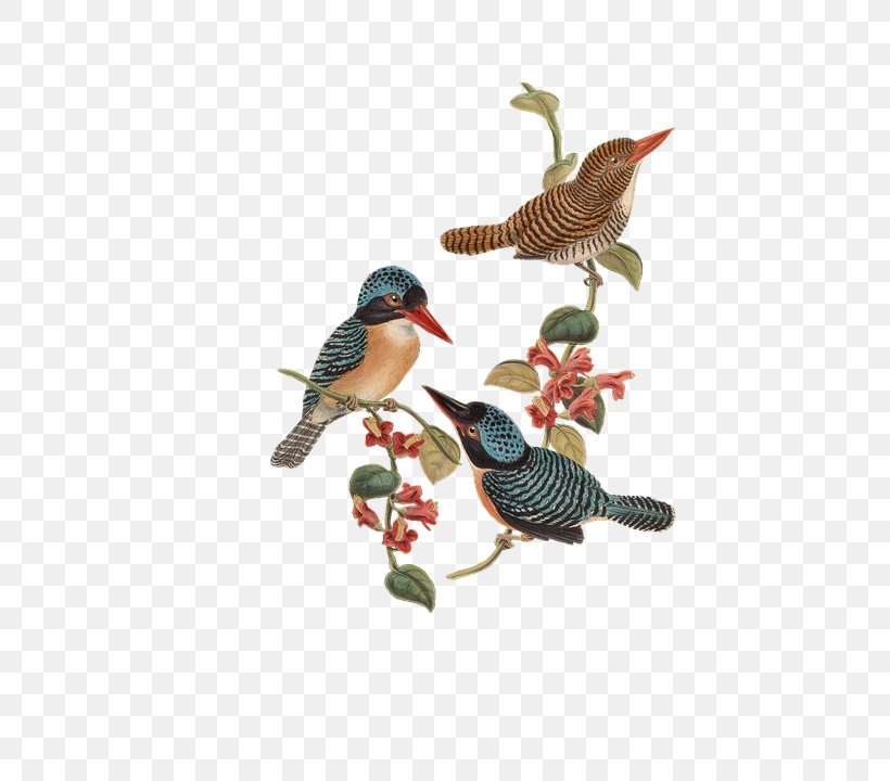 Bird Flower T-shirt Wallpaper, PNG, 506x720px, Bird, Beak, Cuculiformes, Fauna, Floral Design Download Free