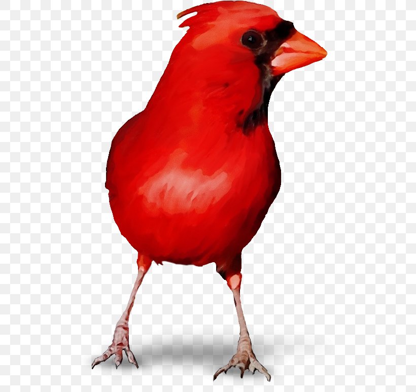 Bird Northern Cardinal Red Beak Cardinal, PNG, 517x773px, Watercolor, Beak, Bird, Cardinal, Northern Cardinal Download Free