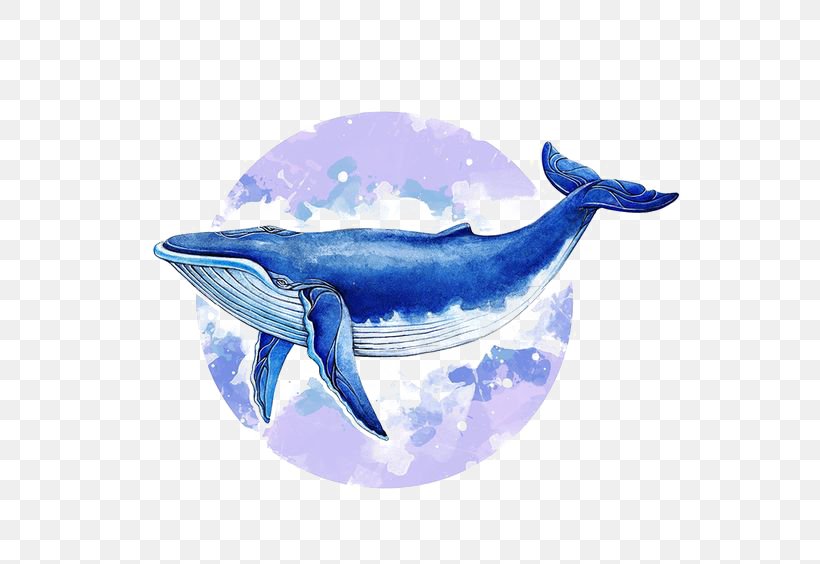 Blue Whale Baleen Whale Illustrator Illustration, PNG, 564x564px, Baleen Whale, Blue, Blue Whale, Cetacea, Cobalt Blue Download Free
