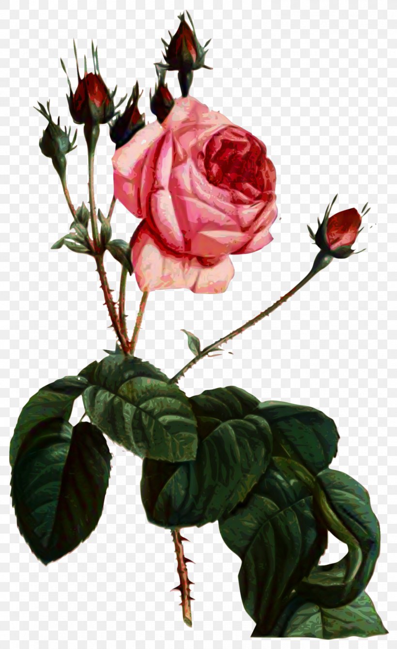 Garden Roses Cabbage Rose Floribunda Cut Flowers Floral Design, PNG, 1470x2400px, Garden Roses, Artificial Flower, Birthday, Botany, Bud Download Free